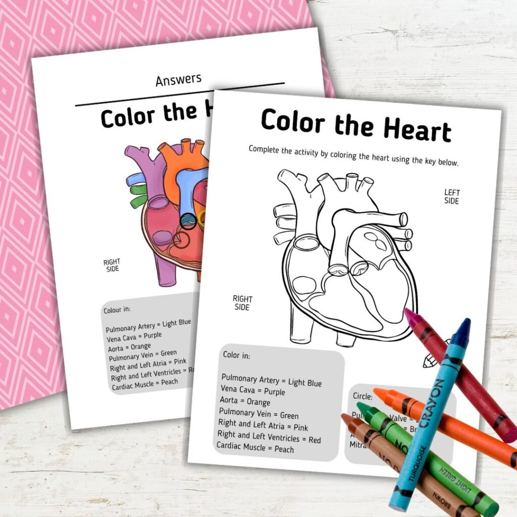 Heart Diagram Coloring Page For Kids Fun Science Worksheets