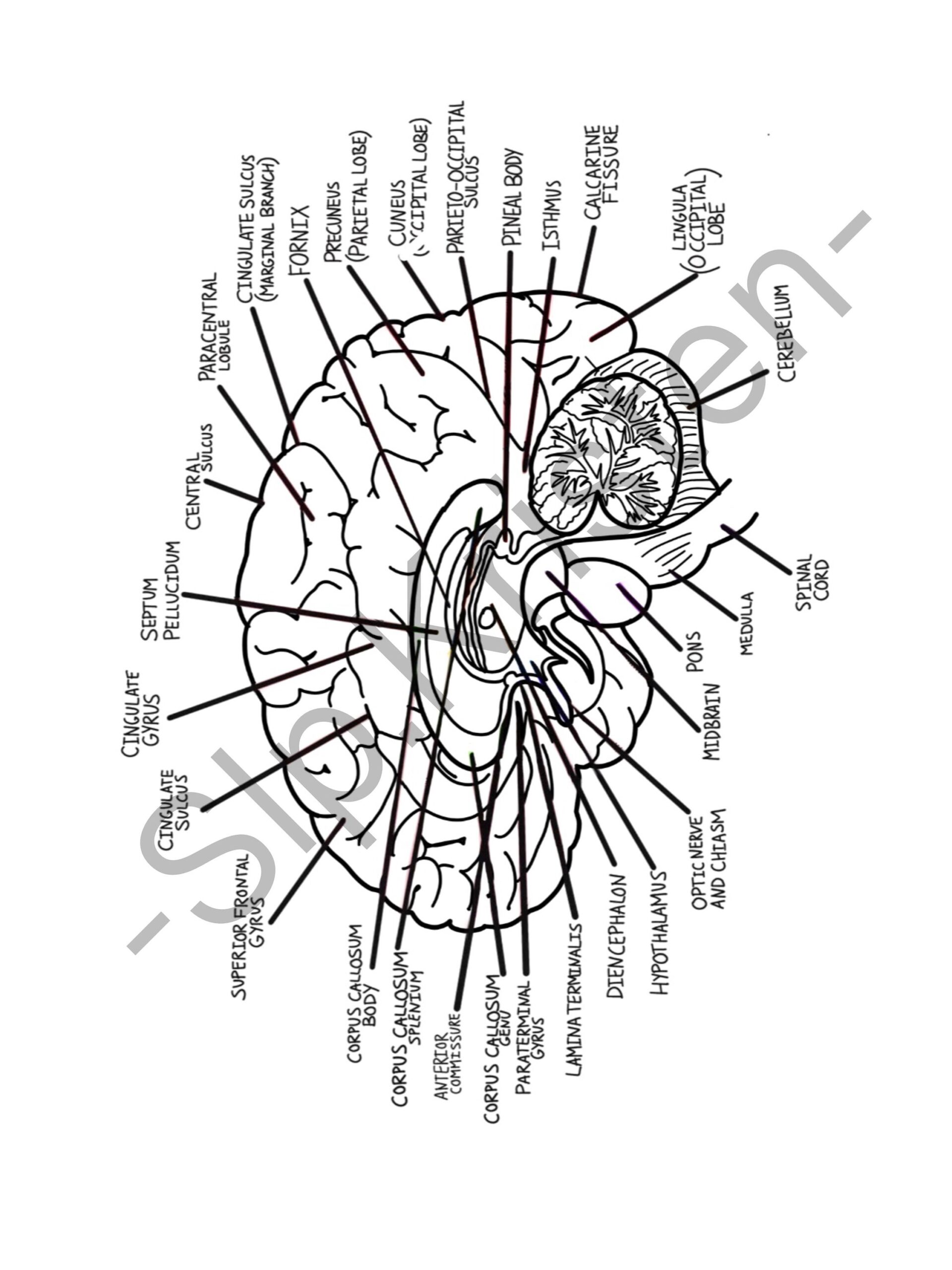 Brain Anatomy Coloring Book Etsy Australia