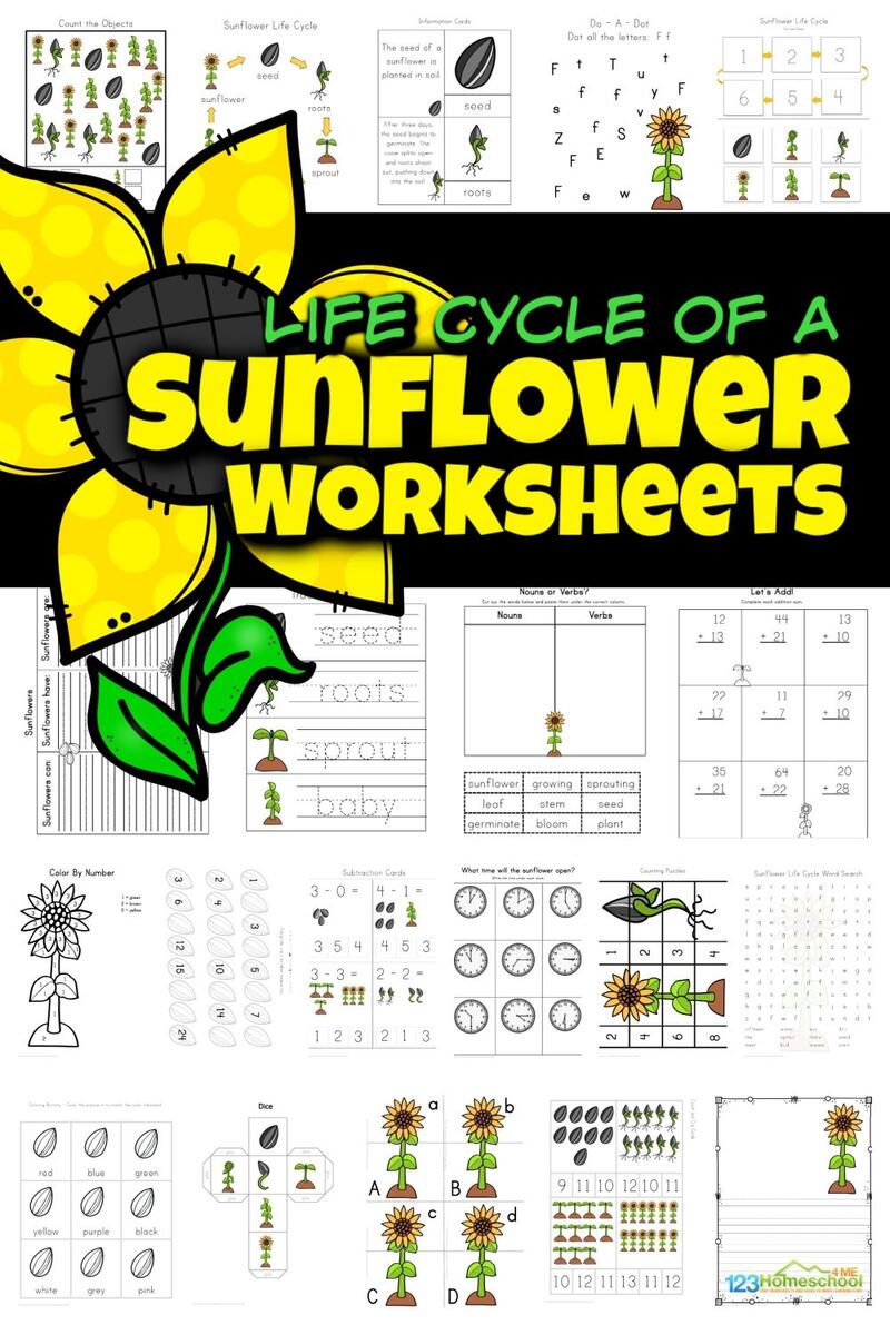 FREE Life Cycle Of A Sunflower Worksheet Printables