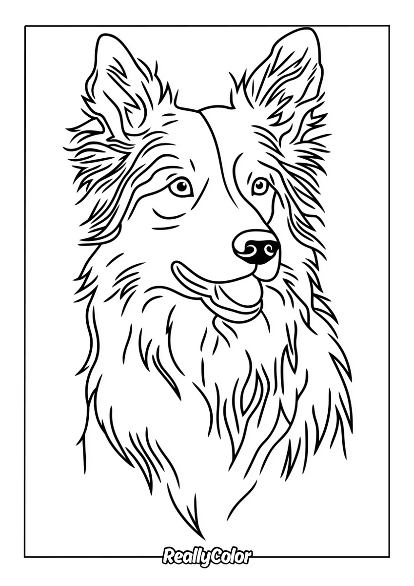 Free Printable Border Collie Coloring Pages