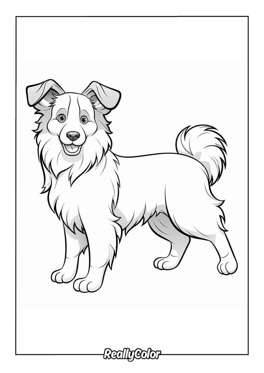 Free Printable Border Collie Coloring Pages