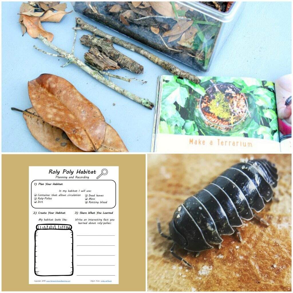 How To Make A Roly Poly Habitat With Kids Fantastic Fun Learning