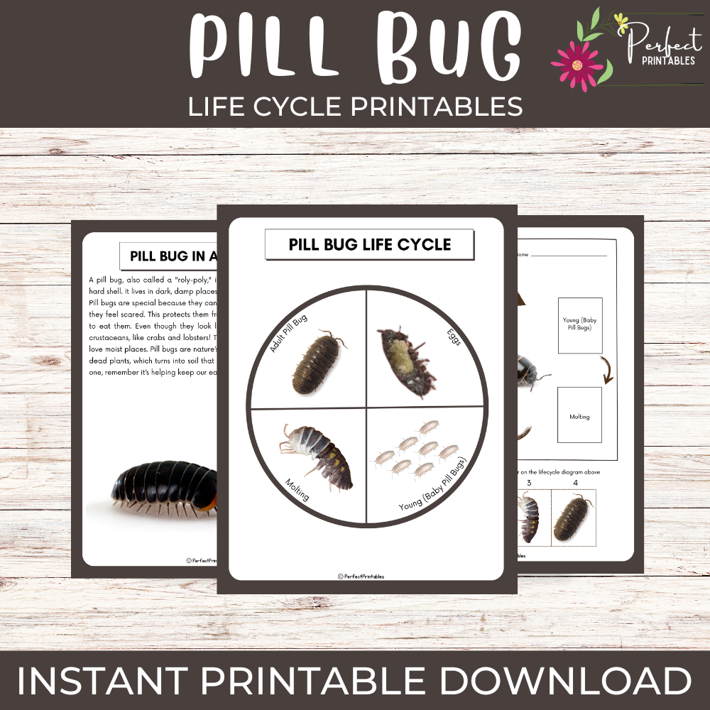 Life Cycle Of A Pill Bug Worksheet Roly Poly Unit Study With Fun Facts Teaching Resources