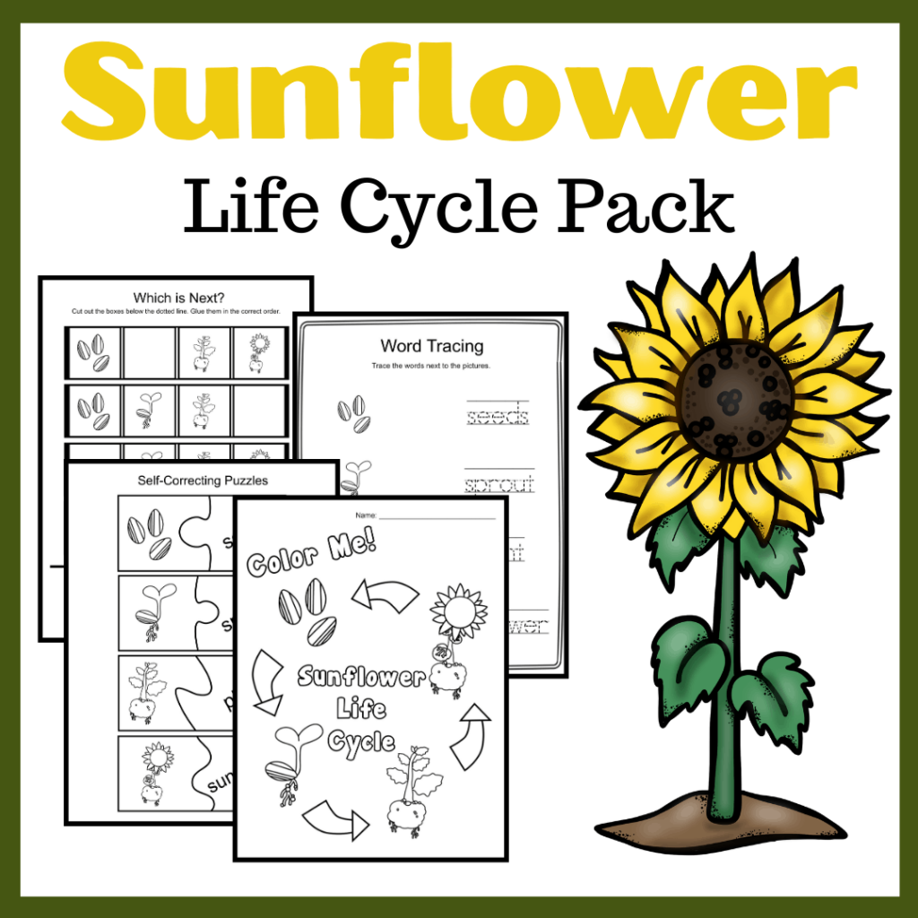 Life Cycle Of A Sunflower Worksheets Homeschool Preschool Shop