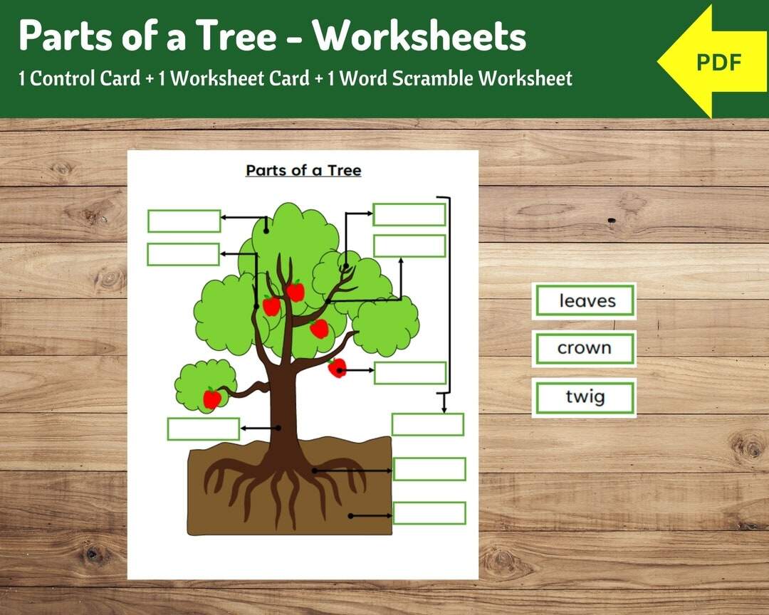 Parts Of A Tree Worksheet Montessori Learning PDF Etsy