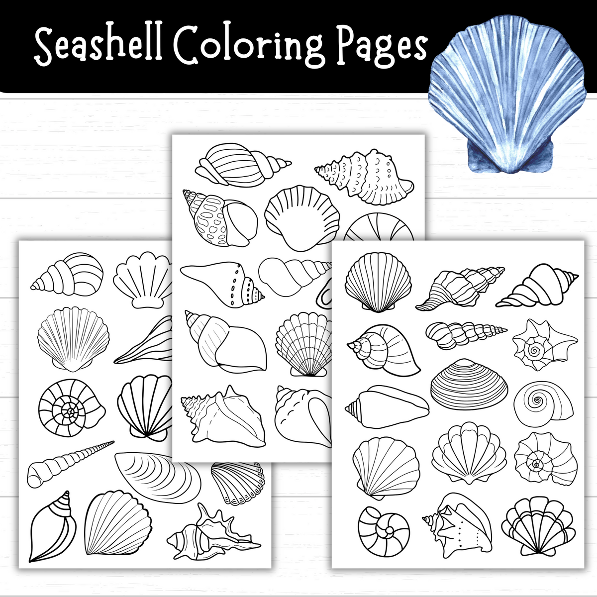 Seashell Coloring Pages Free Printable