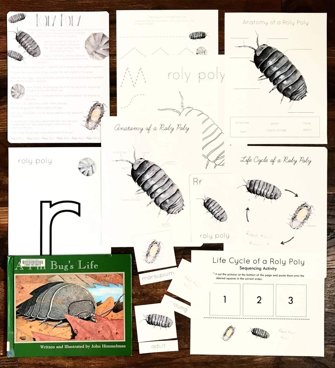 Roly Poly Mini Nature Study Etsy