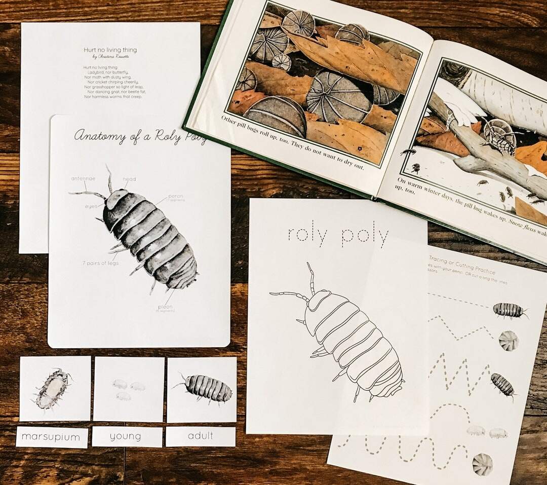 Roly Poly Mini Nature Study Etsy