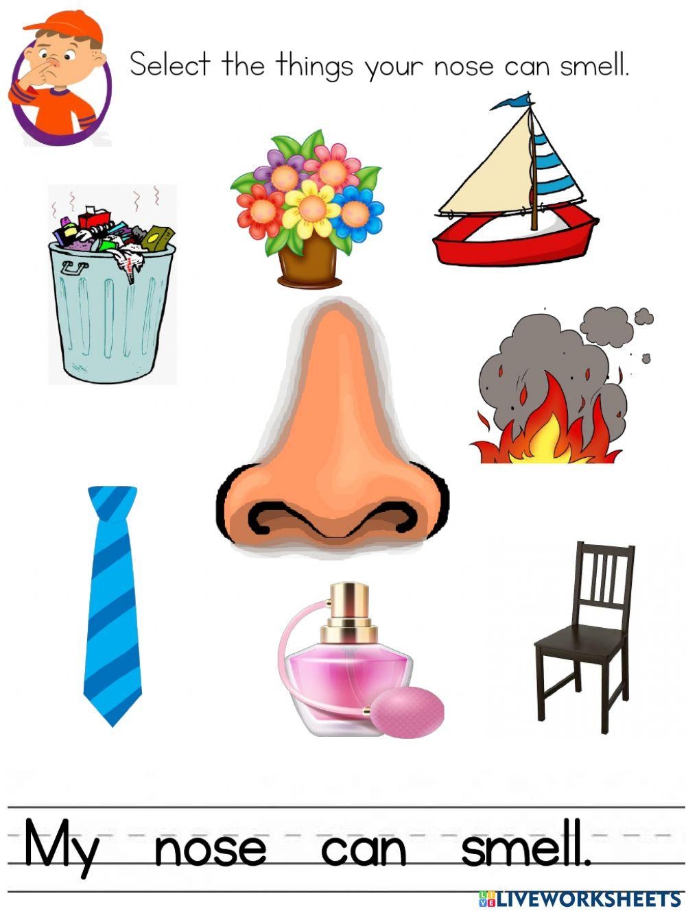 Sense Of Smell Activity For Kindergarten Worksheets Library