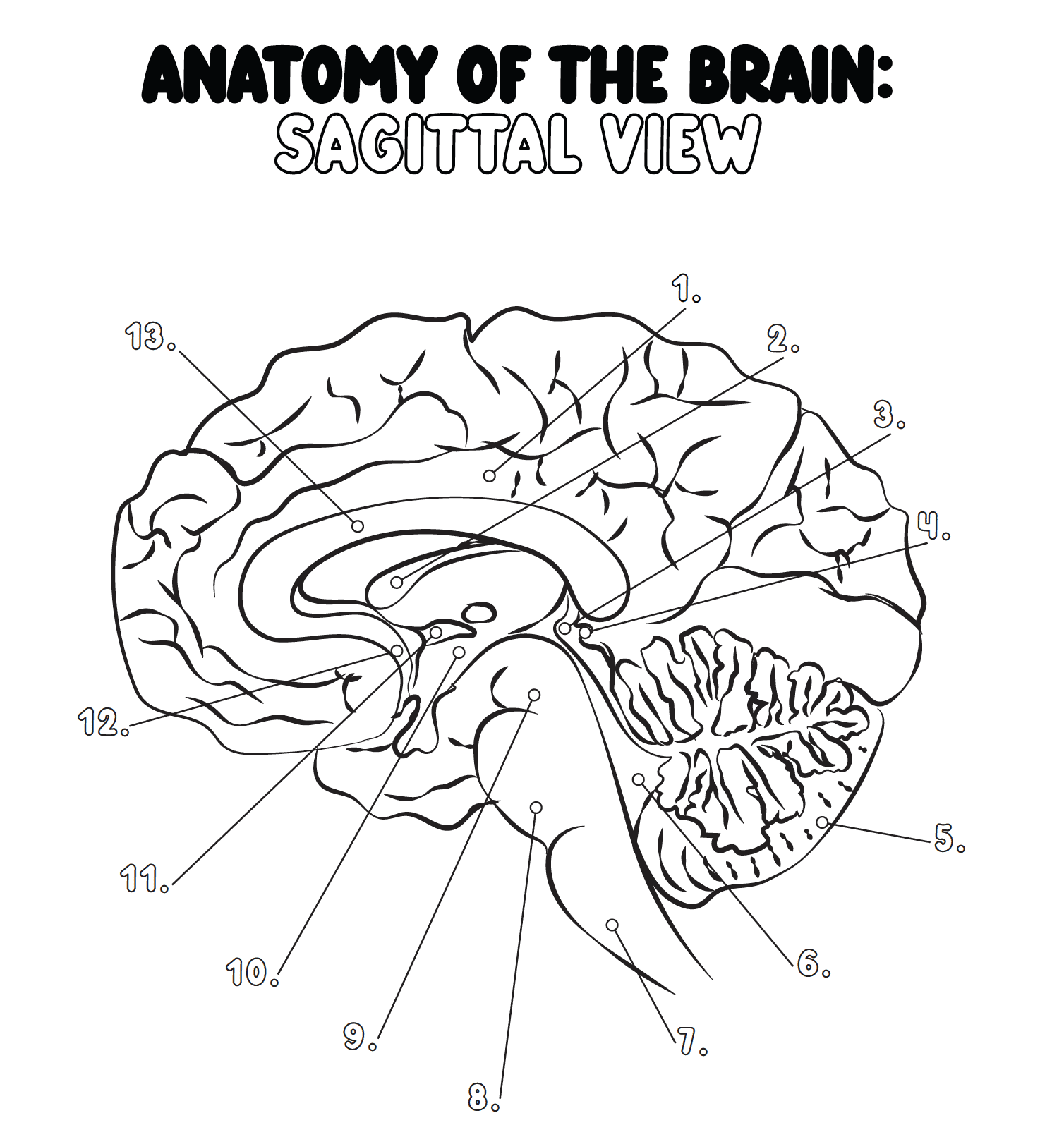 Human Anatomy Coloring Pages For Kids Learn The Body Part S Name Made By Teachers